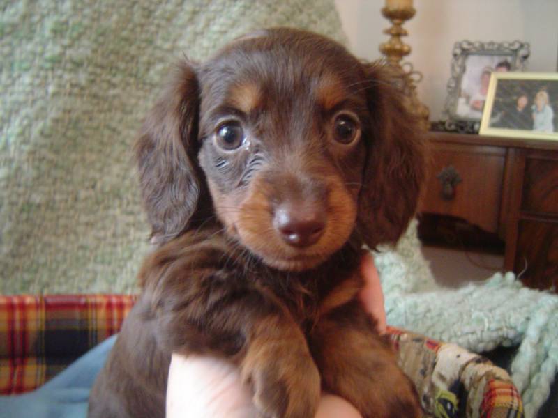 Adult dachshunds groundhounds mini not our sale Words... Adult dachshunds groundhounds mini not our sale excellent idea